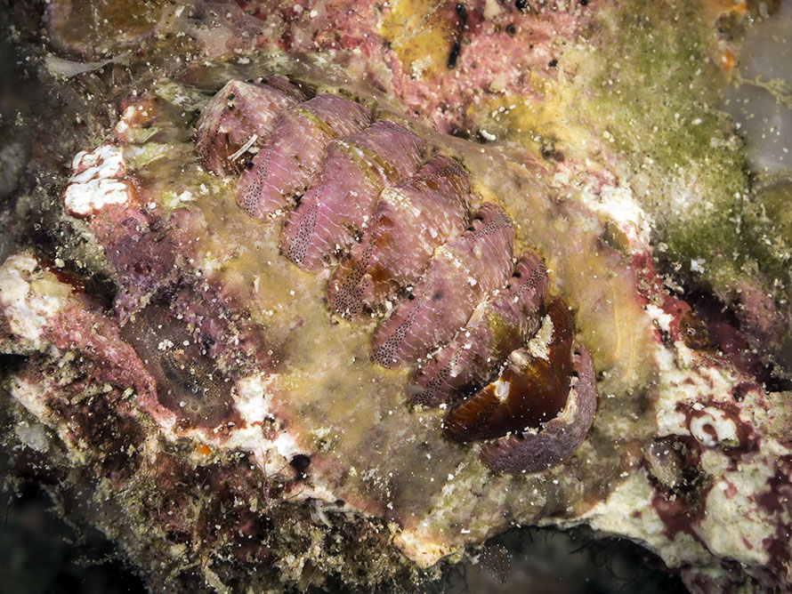 Tonicia sp. A